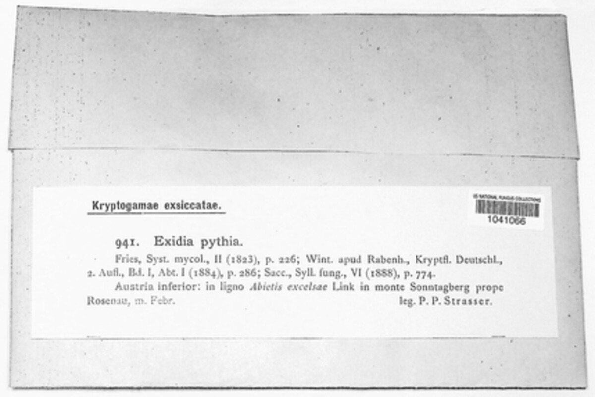 Exidia nigricans image